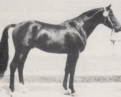 stallion Ephor 1371 (Trakehner, 1976, from Colombo 3363)