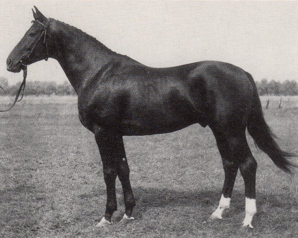 stallion Elkadi II (Trakehner, 1983, from Trafaret)