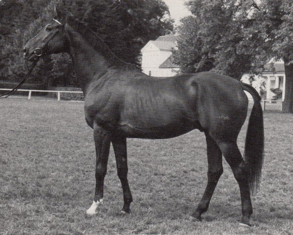 stallion Dornbub (Trakehner, 1982, from Kontinent xx)