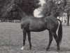 stallion Dornbub (Trakehner, 1982, from Kontinent xx)