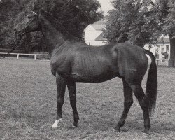 Deckhengst Dornbub 2754 (Trakehner, 1982, von Kontinent xx 1322)