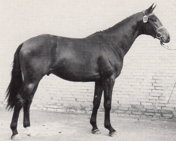 horse Comtesso (Trakehner, 1988, from Swazi xx)
