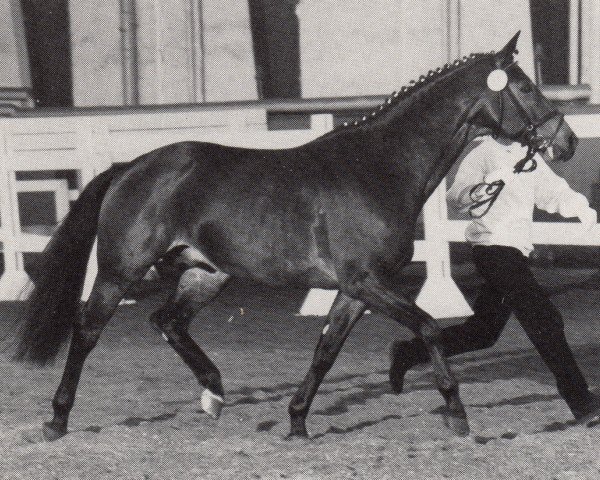stallion Cantus-Ass (Trakehner, 1985, from Ibikus)