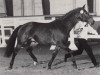 stallion Cantus-Ass (Trakehner, 1985, from Ibikus)