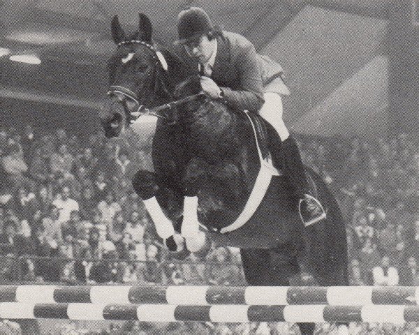 stallion Braunsberg (Trakehner, 1974, from Karwendelstein)