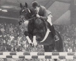 Deckhengst Braunsberg (Trakehner, 1974, von Karwendelstein)