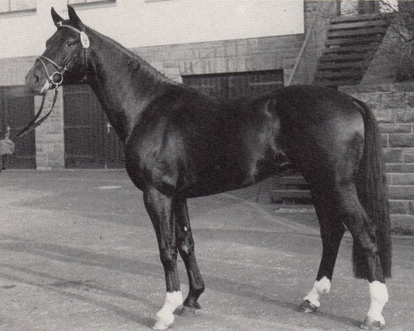 horse Black Magic Boy (Trakehner, 1988, from Beatos)