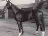 stallion Black Magic Boy (Trakehner, 1988, from Beatos)