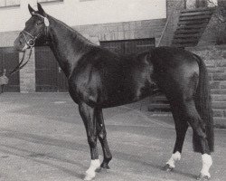 stallion Black Magic Boy (Trakehner, 1988, from Beatos)