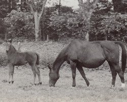 Zuchtstute Tenia (Trakehner, 1939, von Emigrant)