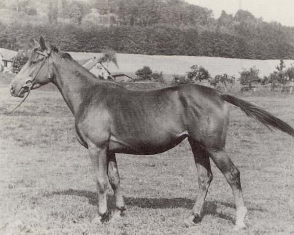 broodmare Synkope (Trakehner, 1948, from Hamid)