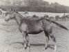 broodmare Synkope (Trakehner, 1948, from Hamid)