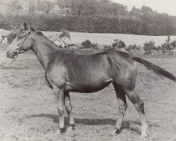 Zuchtstute Synkope (Trakehner, 1948, von Hamid)