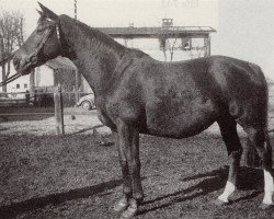 Zuchtstute Sternblume (Trakehner, 1943, von Arnaut)