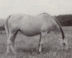 Zuchtstute Rieta II (Trakehner, 1938, von Draufgaenger)