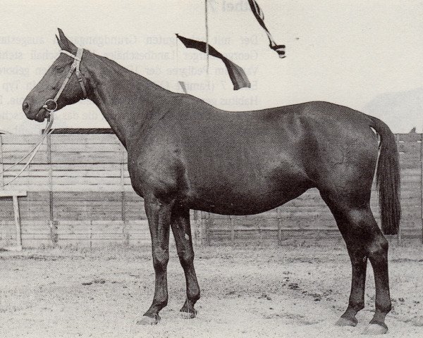 broodmare Melisse (Trakehner, 1936, from Hydrant)