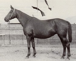 broodmare Melisse (Trakehner, 1936, from Hydrant)