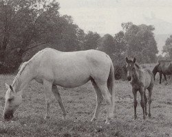 Zuchtstute Martchen (Trakehner, 1937, von Harun Al Raschid)