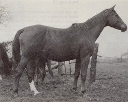 Zuchtstute Marke (Trakehner, 1941, von Markvogt)