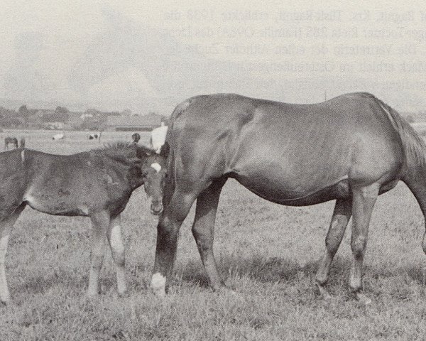 Zuchtstute Judith (Trakehner, 1939, von Erdgeist)