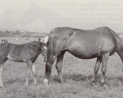 Zuchtstute Judith (Trakehner, 1939, von Erdgeist)