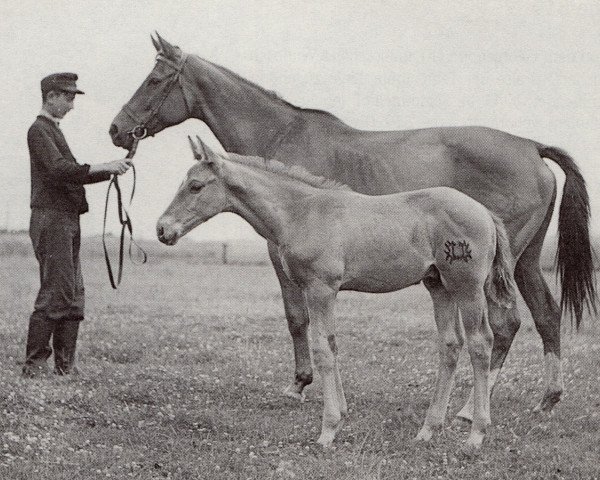 Zuchtstute Jagd (Trakehner, 1941, von Ingwer 2382)