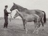 broodmare Jagd (Trakehner, 1941, from Ingwer 2382)