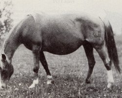 Zuchtstute Insterburg (Trakehner, 1935, von Alba)