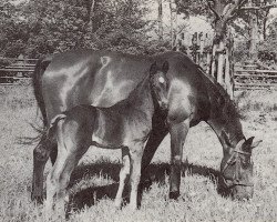 broodmare Gaida (Trakehner, 1941, from Perikles)