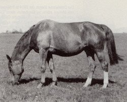 Zuchtstute Ethel (Trakehner, 1940, von Hofmarschall)