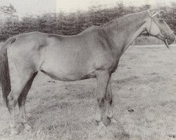 Zuchtstute Eichel (Trakehner, 1938, von Babylonier)