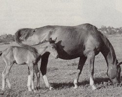 Zuchtstute Meldung (Trakehner, 1940, von Burgbann)