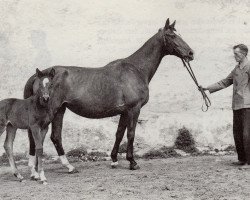 Zuchtstute Garbe (Trakehner, 1943, von Wildbach)