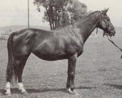 Zuchtstute Freia (Trakehner, 1937, von Draufgaenger)