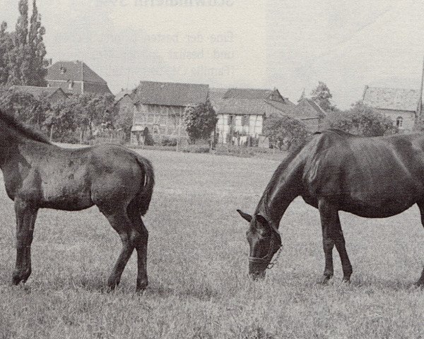 broodmare Capella (Trakehner, 1941, from Archimedes)