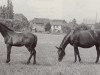 broodmare Capella (Trakehner, 1941, from Archimedes)