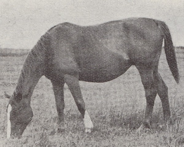 broodmare Cajenne (Trakehner, 1938, from Trara)