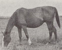 Zuchtstute Cajenne (Trakehner, 1938, von Trara)