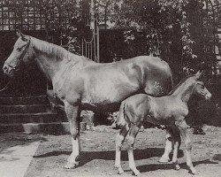 Zuchtstute Annemone (Trakehner, 1939, von Kyffhaeuser)