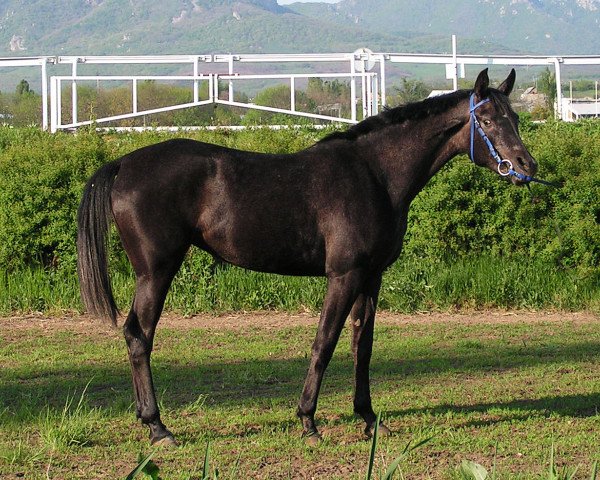 Zuchtstute Palmeira Tersk 2010 ox (Vollblutaraber, 2010, von Monomakh 2003 ox)