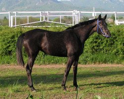 broodmare Palmeira Tersk 2010 ox (Arabian thoroughbred, 2010, from Monomakh 2003 ox)