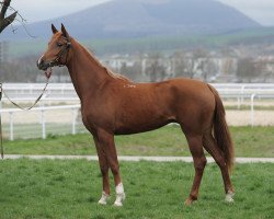 broodmare Parfianka 2009 ox (Arabian thoroughbred, 2009, from Kamelot 2000 ox)