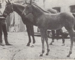 broodmare Preussenfahne (Trakehner, 1944, from Lindequist 3341)