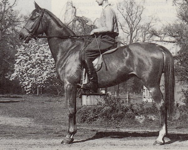 broodmare Prussia (Trakehner, 1944, from Lustig)