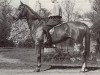 broodmare Prussia (Trakehner, 1944, from Lustig)