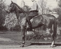 Zuchtstute Prussia (Trakehner, 1944, von Lustig)