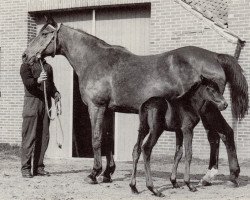 Zuchtstute Schwindlerin (Trakehner, 1940, von Alibaba)