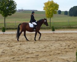 Zuchtstute Nadin (Deutsches Sportpferd, 2008, von Cottbus)