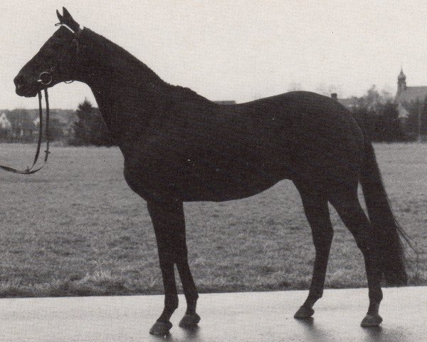stallion Rubicon xx (Thoroughbred, 1973, from Siliconn xx)
