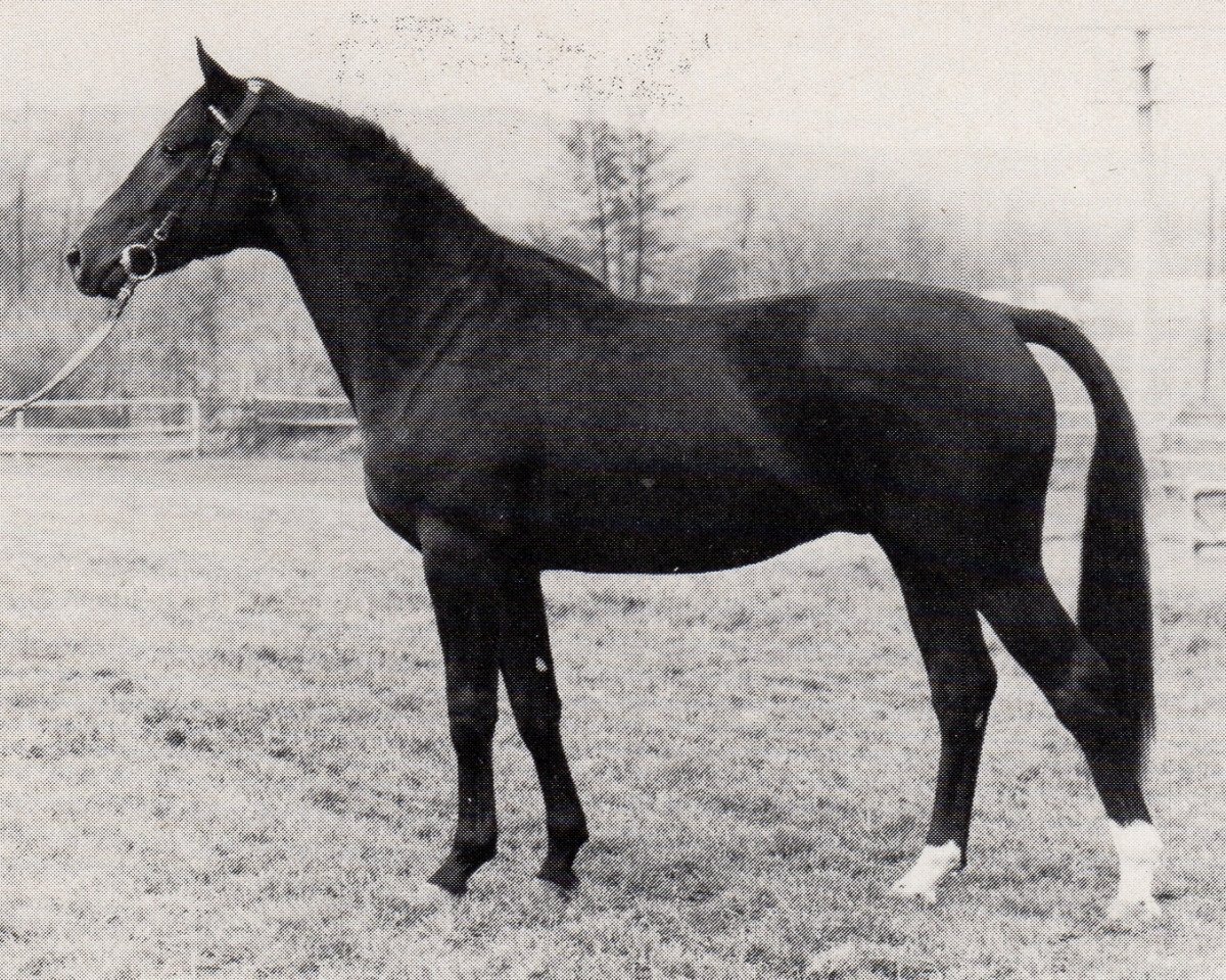 stallion Sarastro (Trakehner, 1974, from Mazagran)